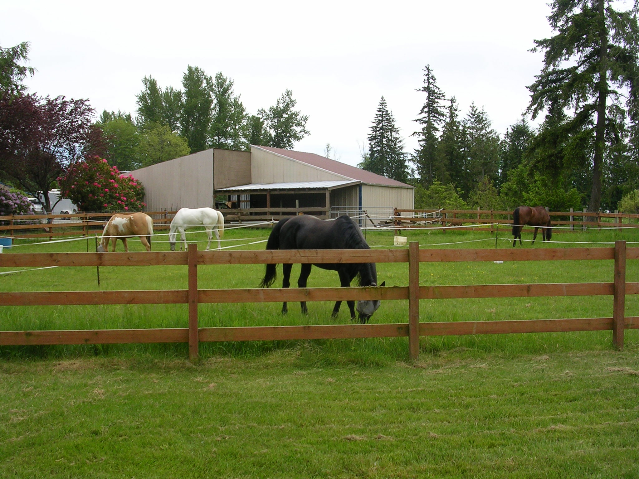 Boys on grass 005